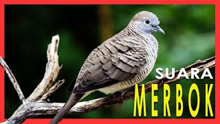 Suara Burung Merbok - Zebra Dove Bird Sound screenshot 4