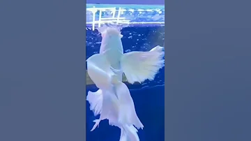 السمكة البيضاء الغريبةStrange White Fish 