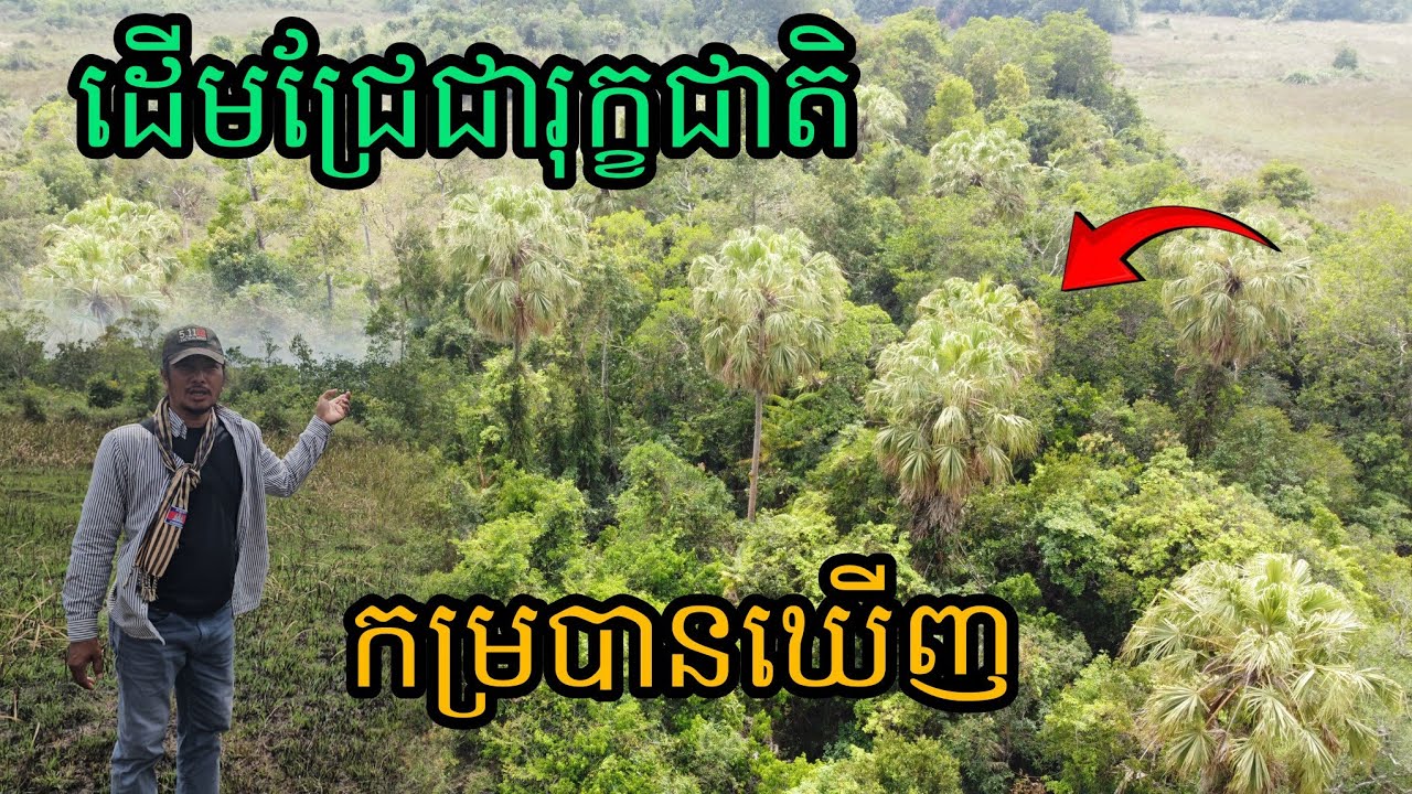 ដើមជ្រែជារុក្ខជាតិកម្របានឃើញ