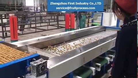 longan sorting and grading machine, longan processing machine，เครื่องลำเลียงลำไย