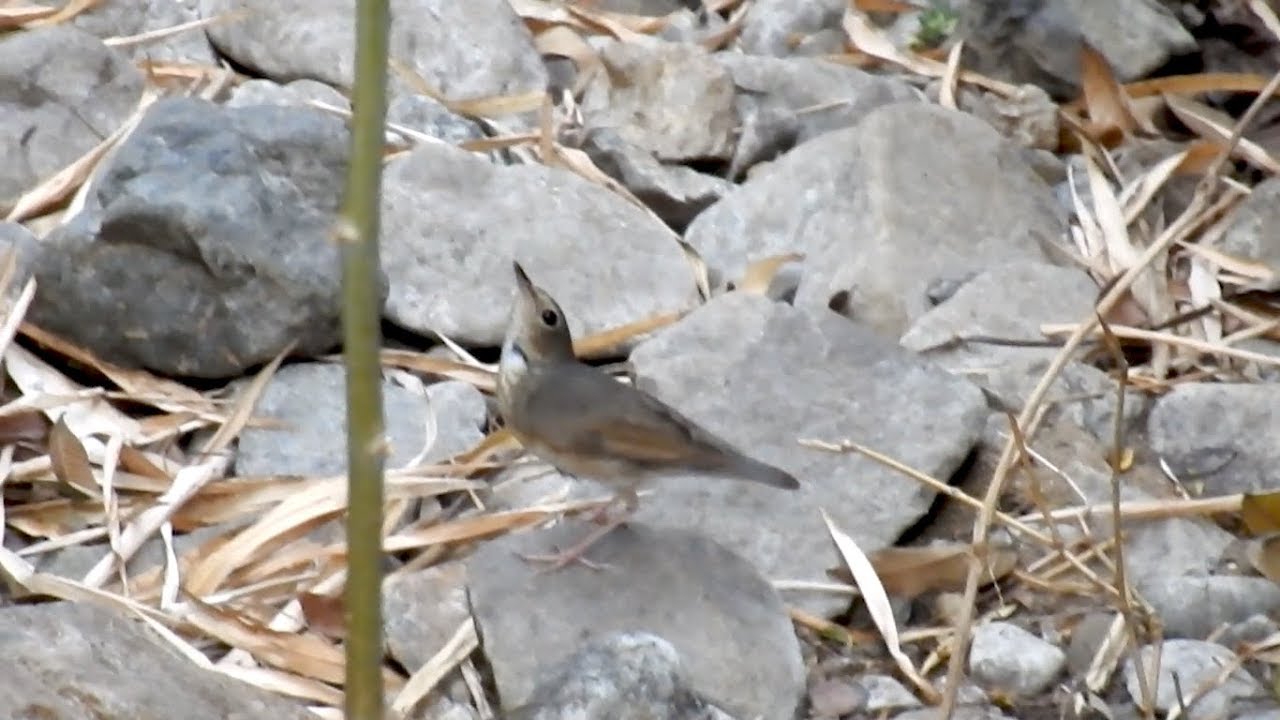 Siberian Blue Robin 
