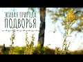 Природа и животные подворья. Домашняя ферма. Спокойное видео для всей семьи.