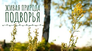 Природа И Животные Подворья. Домашняя Ферма. Спокойное Видео Для Всей Семьи.