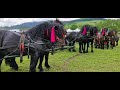 Targul expo de cai de la Gura Putnei - Bucovina / 2 Iunie 2021