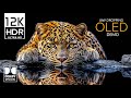 12K HDR 120FPS | Jaw Dropping Dolby Vision 12K Video (4K / 8K TV)
