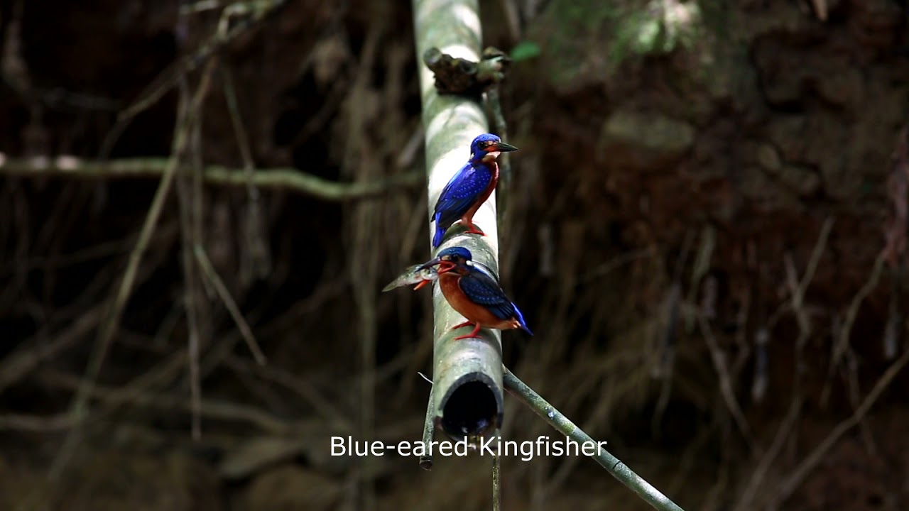 Blue-eared Kingfisher(Breeding)