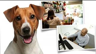 Simplesvet Tem Sistema, Mas Quer Um Melhor? Conheça O Simplesvet