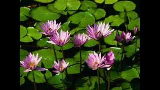 rhex mix 2012 .wmv