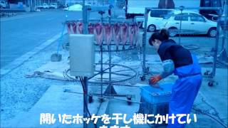 道南　真ホッケ開き一夜干しが出来るまで