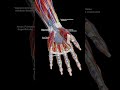 sciepro anatomy male muscle articulated03fabs 47