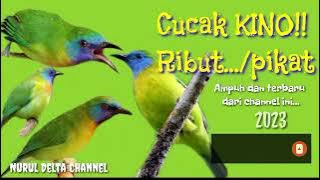 Suara pikat burung cucak kinoi ribut