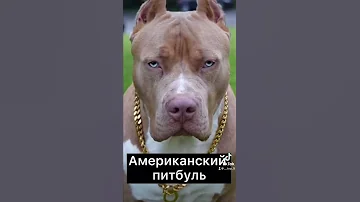 Топ 5 самых опасных пород собак🐕 #shorts #топ #топ5 #рек #рекомендации #собаки #порода