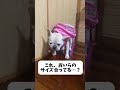 】フレブル坊がピンクのリュックで奮闘！重くて倒れそうな姿がたまらない！