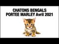 Votre chaton bengal de la porte de marley avril 2021 par bengal laurentides