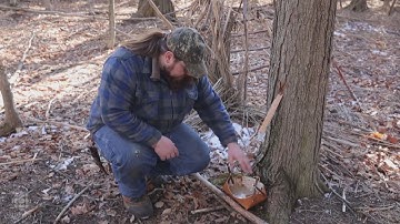Gathering maple sugar the traditional Anishinaabe way