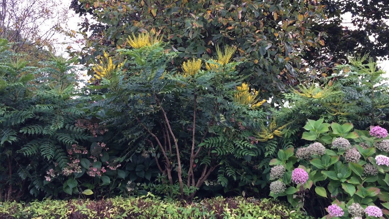 Yellow Gardens Bush Mahonia Shrubs