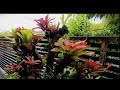 outdoor paludarium