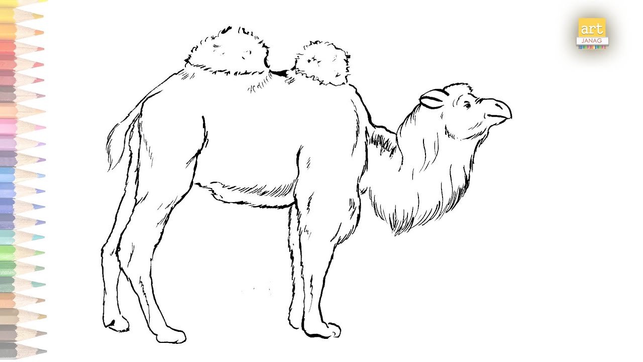 Forest Bactrian Camel drawing easy | How to draw Forest Camel step ...