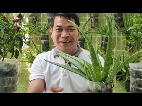 Video: Pag-aani ng Aloe - Paano At Kailan Mag-aani ng Halamang Aloe Vera