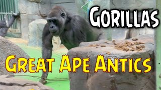 Great Ape Antics. Gorillas.