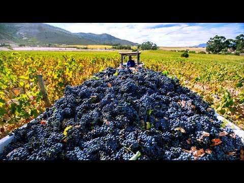 Raisin Production in California: How to Produce 350,000 Tons - American Harvest