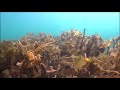 El bosque de algas Laminarias de las Islas Cíes