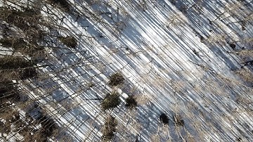 Drone video revealing a forest of aspen trees casting shadows on the snow