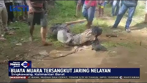 Tengah Mencari Ikan, Buaya 3 Meter Tersangkut Jaring Milik Nelayan - SIM 13/02