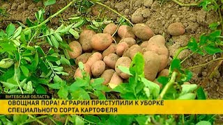 Особый сорт картофеля вырастили на полях под Толочином