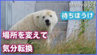 可愛い瞬き・見つけた時の反応ホッキョクグマ【リラ】と美しすぎる【ララ】 Polar Bears life