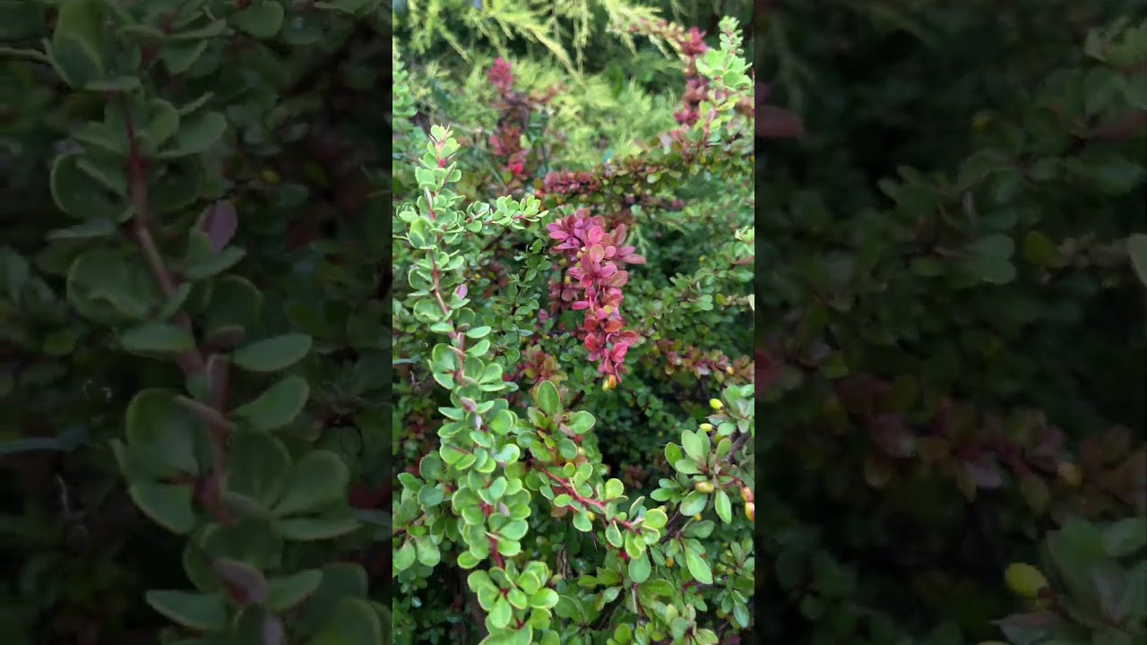 Барбарис Грин Карпет. 