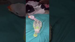 Alex Day 6 At Home  Alex The Ringneck parrot ringneck baby pets transformation