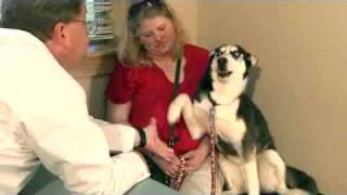 Waccamaw Vet We Speak Meow and Woof