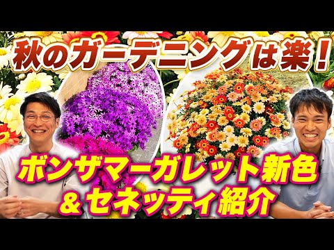 マーガレット商品です 新商品】ボンザマーガレットに新色登場！秋ガーデニングのポイントや