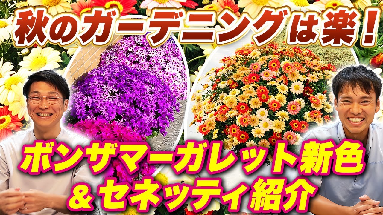 マーガレット商品です 新商品】ボンザマーガレットに新色登場！秋ガーデニングのポイントや