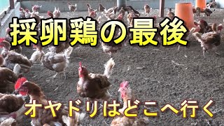 採卵鶏の最後　オヤドリはどこへ行く