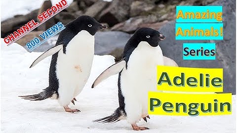 Adelie Penguin facts 🐧 Adélie Penguin | Only found in Antarctic continent !