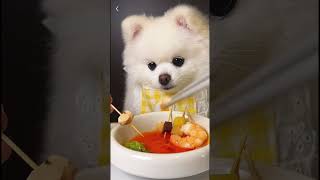 Dog Eating Homemade Meal ASMR 🍲 | Soft Crunch & Lick Sounds #cutedog