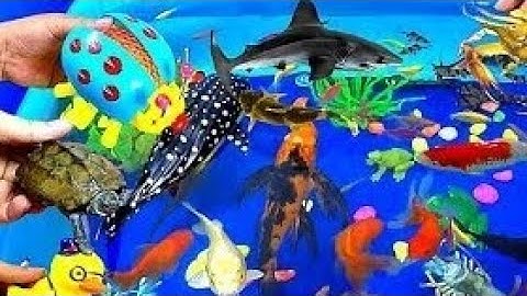 Tìm kiếm Các Con Vật dễ thương, Cá Koi, Bắt Rùa khổng lồ Cá Trê, Gà, Vịt. Ếch, Bắt Cá Trê lớn