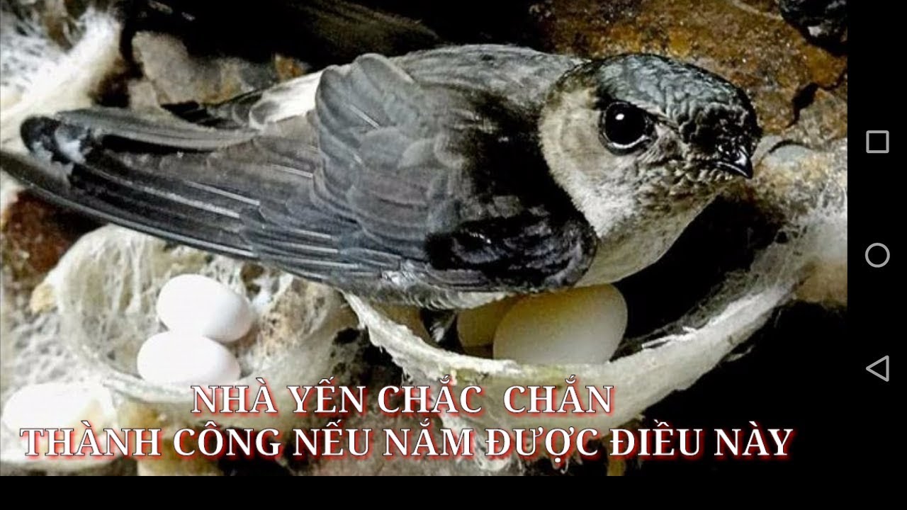 Nhà yến  thành công nếu biết được điều này  phần tổng hợp