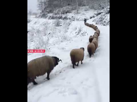 Muhlis Akarsu -