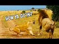 Ozzy Man Reviews: Dodgy Lion Moves