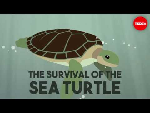 Turtle In Adopt Me