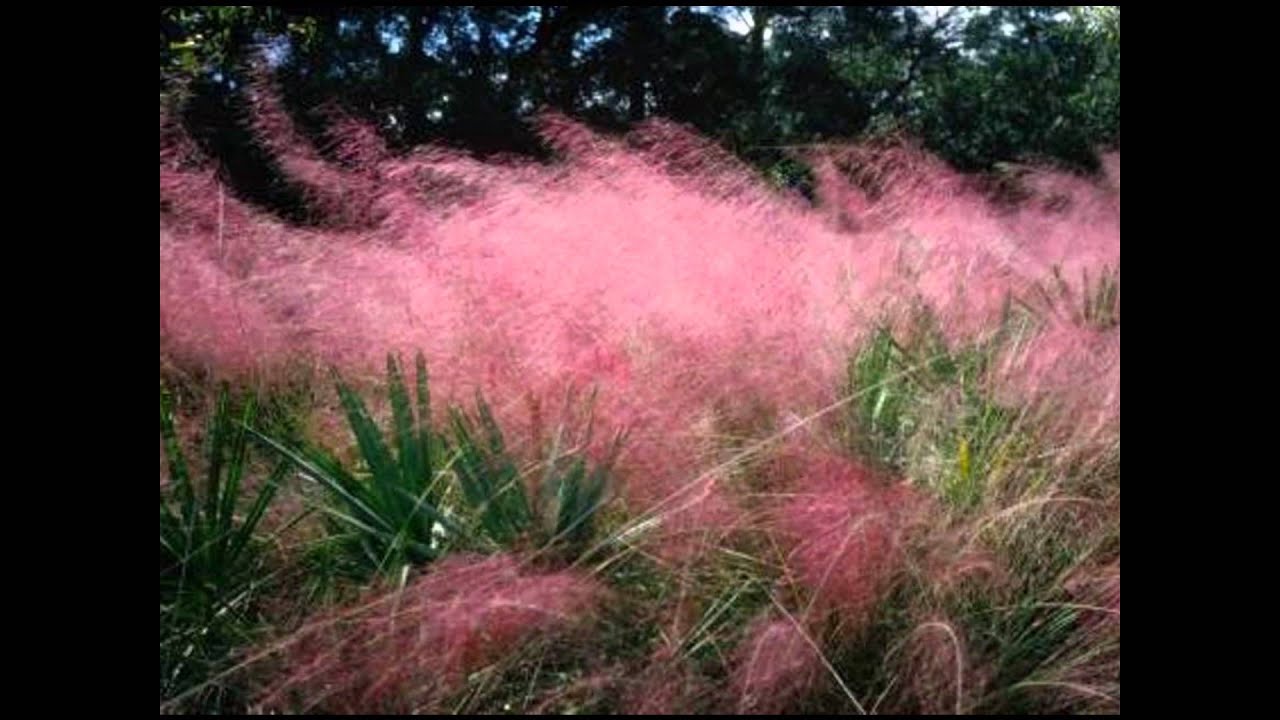 Ковыль божия трава - YouTube