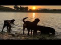 Taking 4 Rottweilers To A Public Lake / June Finds Out He Can’t Swim Yet / The Rotty Ranch Vlogs #76