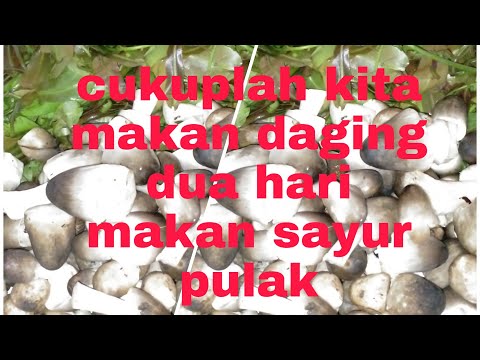 Video: Cara Memasak Cendawan Mentah