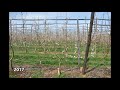 M. ANP 0118 D6 rootstock 4 Leader Open Tatura 1m spacing 2015-2020