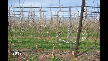 M. ANP 0118 D6 rootstock 4 Leader Open Tatura 1m spacing 2015-2020