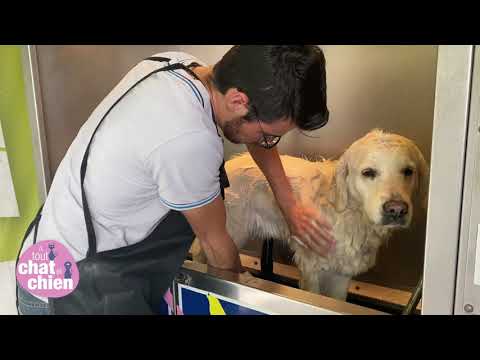 Vidéo: Comment construire une douche de chien