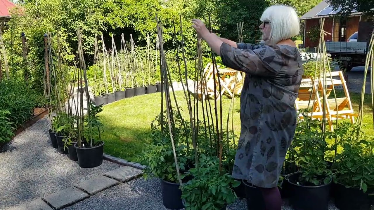 Tomattips 14, Stötta busktomater